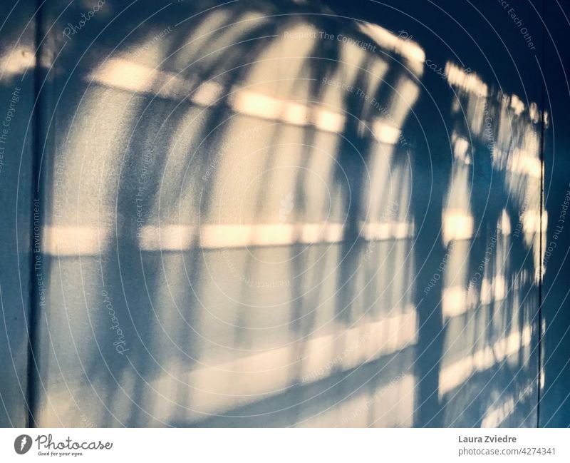Palmtree shadow on the wall, morning light Shadow Shadow play Light Window Sunlight windows Sunlight Reflection Contrast Bright Pattern Detail Day Silhouette