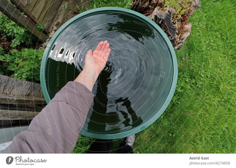 A woman holds clean clear rainwater from a rain barrel in her hand Water Rainwater Hand Woman stop Ladle neat Rainwater butt ton Garden garden barrel cold-free