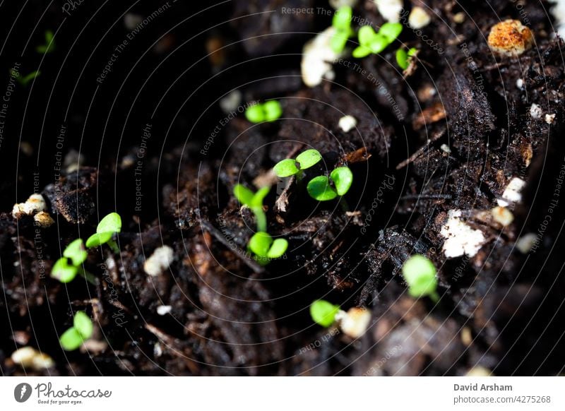Macro Closeup of Tops of Group of New Basil Seedlings in Dirt seedlings basil genovese genovese basil Ocimum basilicum sweet basil growth gardening baxaicò