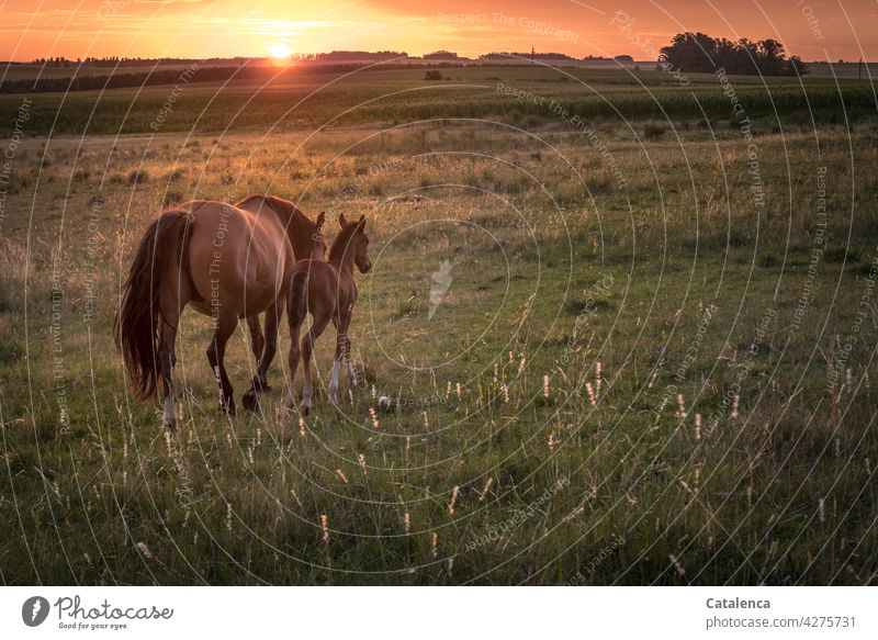 The mare and her foal move on, the sun is setting on the horizon. Landscape Animal Environment daylight Brown Day Keeping of animals Meadow grasses Sky