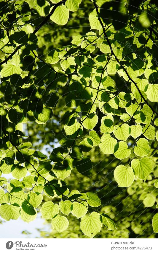 Foliage leaves in sunlight Tree Forest Forestry co2 sustainability Leaf Twig Green Sun Sky Deciduous tree Spring Lime tree Lime leaf Linden tree summer linden