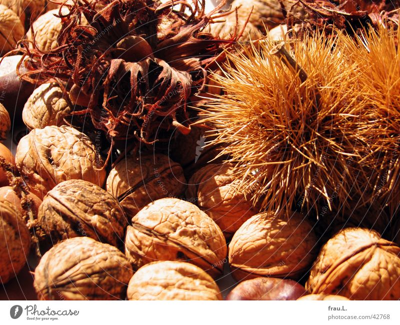 autumn Walnut Hazelnut Healthy Brown Autumn Nut Nutrition Fruit Vegetarian diet Chestnut tree Dried Sun Thorn