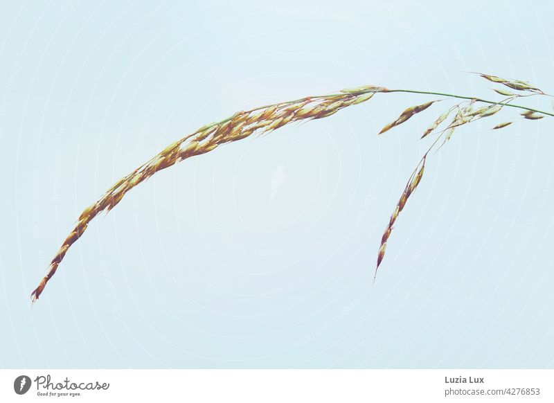 Straw, golden against blue background Blade of grass blade of grass Grain Light Individual Wet Spring rain Rain Drop Green Gold Delicate daintily Drops of water