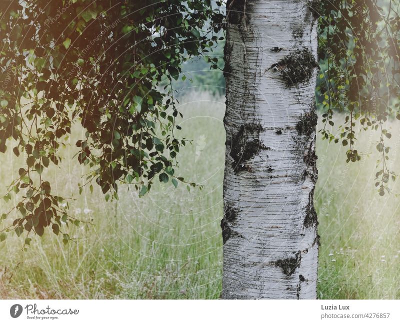 a birch tree in early summer, sunlight after the thunderstorm Birch tree birch trunk foliage Suspended Bright Light Grass Spring sunshine Sunlight leaves