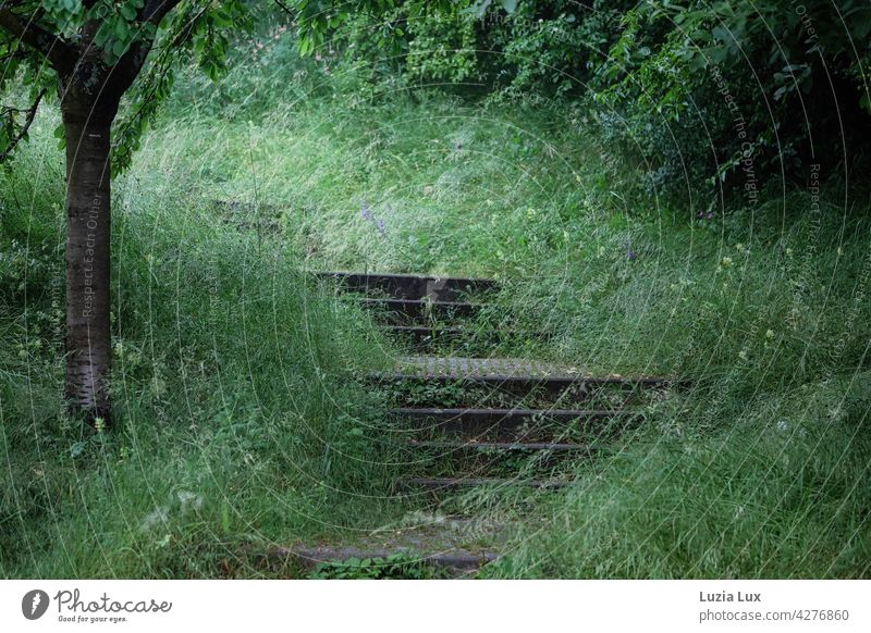 Steps in the park, a jungle in the middle of the city staircases stagger Green enchanted Park Fabulous luscious Mysterious Nature Exterior shot Lush Growth