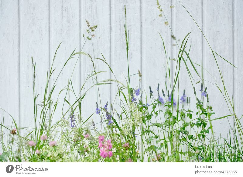 Meadow flowers and grasses in front of a wooden gate, delicate Delicate Blossoming Blue Pink White Wooden gate Plant Flower Spring Green pretty Day Fragrance