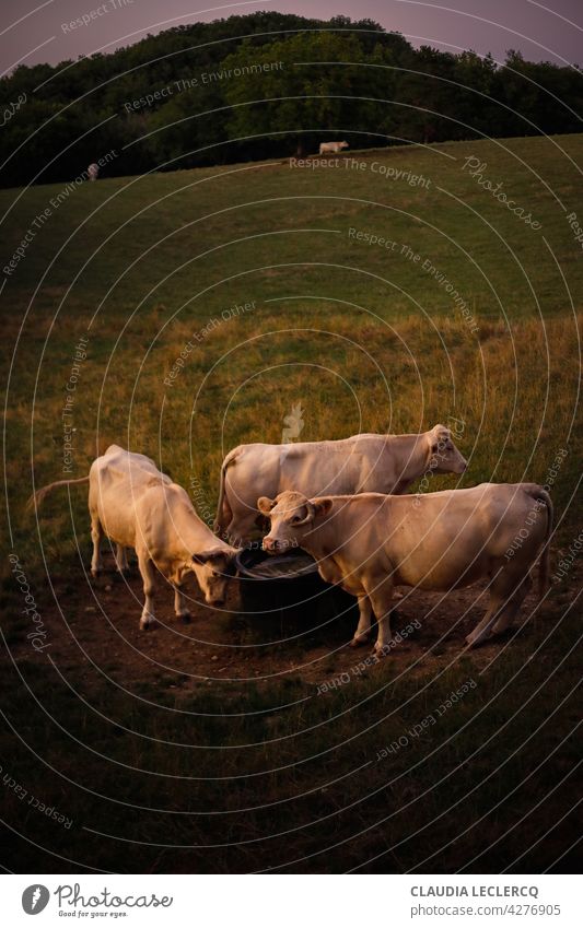 Three white cows in a summer evening Summer night cattle Farm animal Nature Herd Landscape Group of animals Grass Cattle Exterior shot Cattle breeding