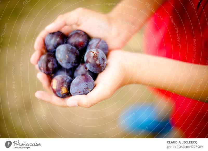 Fresh plums in child hands. Selective focus. Child hands Selective Focus Summer Summer vacation selective focus blur horizontal outdoors happy cheerful holiday