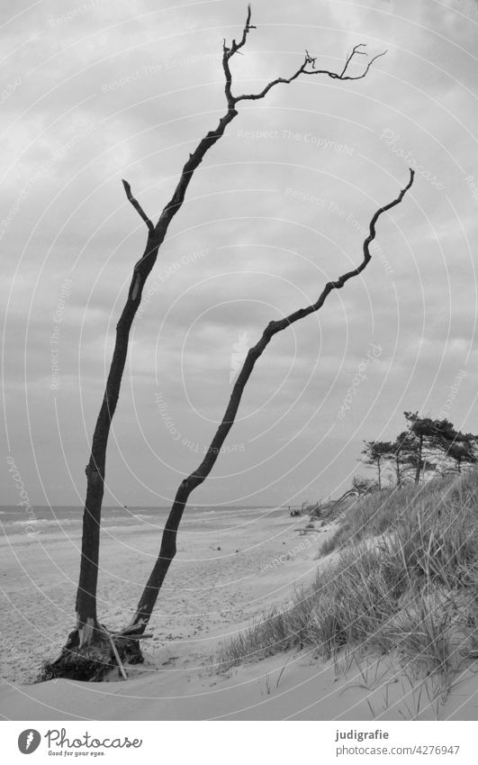 western beach coast Western Beach Darss Baltic Sea Wind cripple Tree Couple Bleak Landscape Nature Environment naturally Wild Gray duene Grass Moody Climate