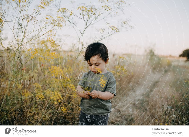 Child playing with wild flowers Curiosity explore 1 - 3 years Caucasian Summer Authentic Leisure and hobbies childhood Infancy Lifestyle Exterior shot Nature