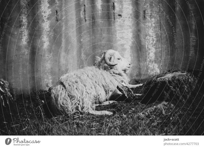 Old sheep rests in the hot time of day Sheep Farm animal metal wall Livestock breeding Black & white photo lost places Corrugated sheet iron resting phase