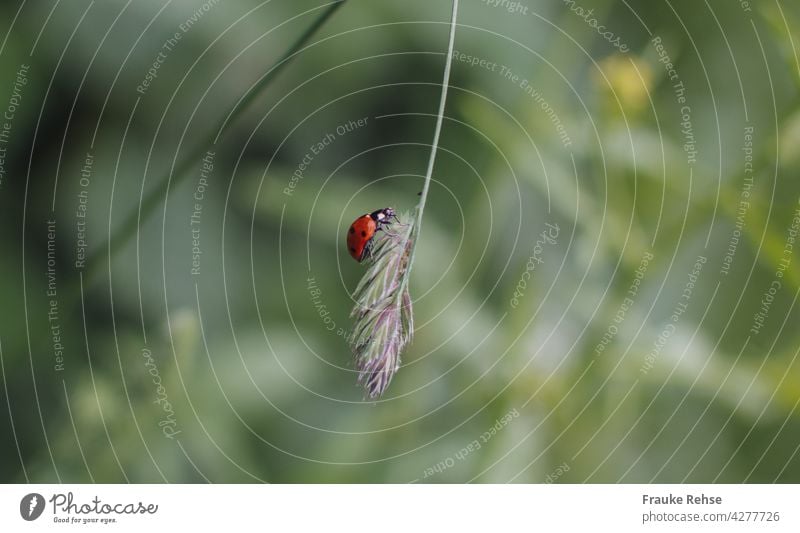 A ladybug rocks on a blade of grass Ladybird Red black spots Cute Animal Beetle Green Insect Crawl To swing dangle one's soul Close-up Nature Happy Summer
