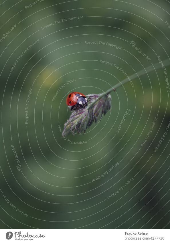 A ladybird rests on a blade of grass Ladybird lucky beetle Beetle scarlet grass black spots Cute Red dimpled risp Eaves Meadow grey-green Good luck charm points