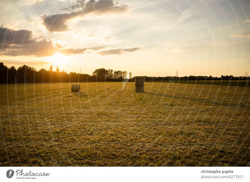 Field with hay bales in the evening light Hay bale Evening Evening sun Agriculture plants Grain Agricultural crop Plant Growth Summer Deserted Nature Harvest