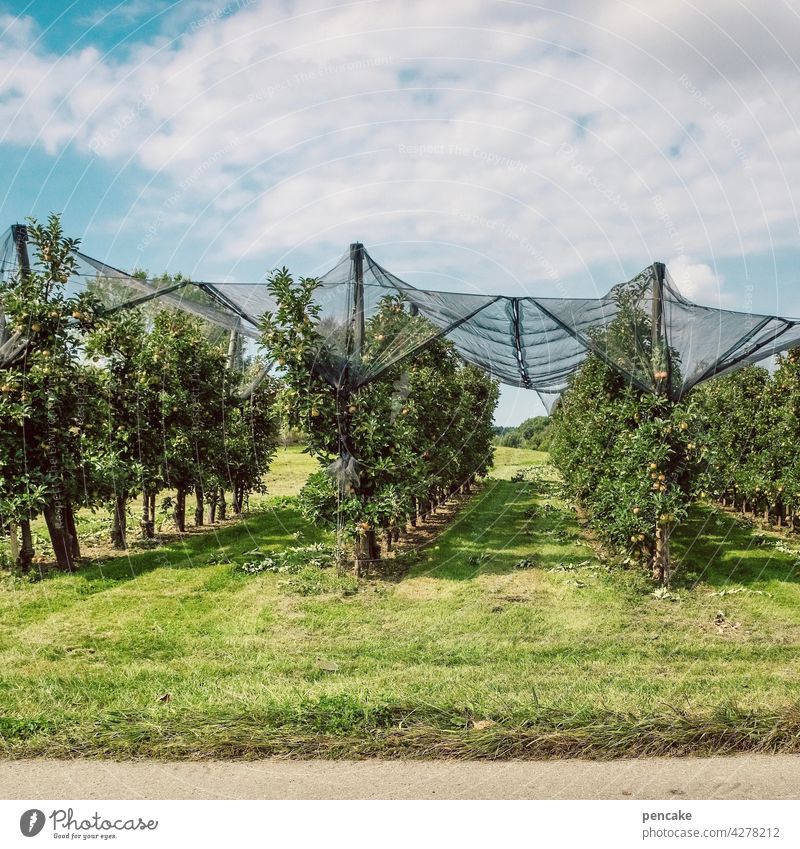 risikominimierung Obst Plantage Apfelbaum Apfelplantage Bodensee Schutz Schutznetz Hagelschutz Obstanbau Risiko Unwetter Risikomanagement Risikominimierung