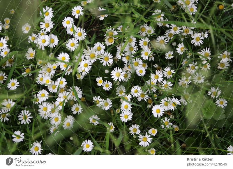 daisy meadow Daisy Thousand Beautiful little flowers Flower meadow Meadow grasses blossoms meadow flowers wild flower Plant Green out Wild Nature Habitat Spring