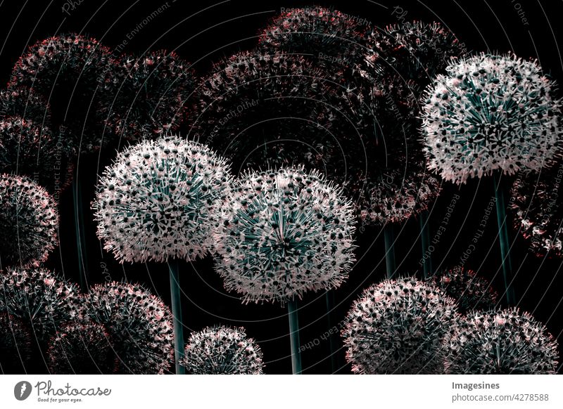 Ornamental leek flower balls from natural wildflowers Allium giganteum. Fragile delicate garden flowers in full bloom isolated on black. Floral background vintage bouquet creative art. Natural Pattern Wallpaper Template
