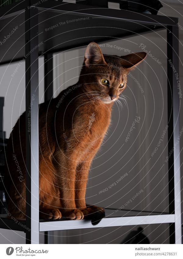 Abyssinian cat in the Photo Studio portrait studio photo studio housecat house cat pet friend nice slender pretty cute kitten young brown red looking close up
