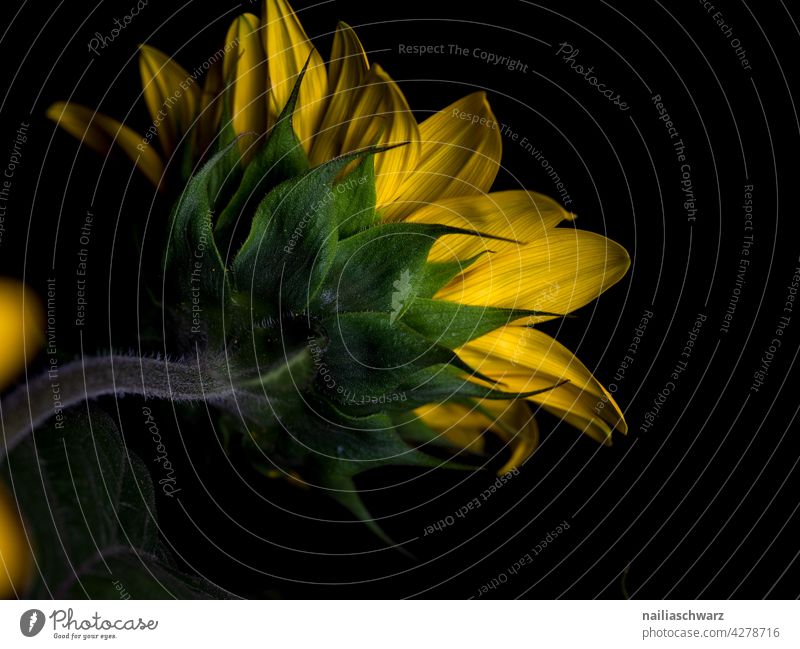 Sunflower sunflower summer sunny summertime sun flower field bright big large yellow nature floral round many sunlight warm isolated black black background