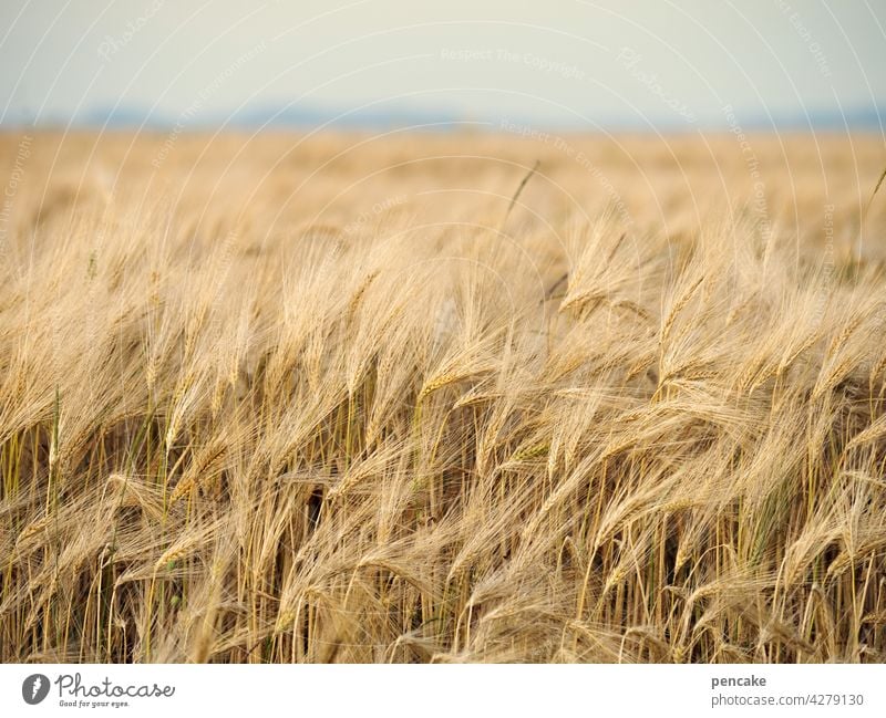 montag ohne mohn! Getreide Feld Brot Mehl Ernährung Nahrung reif Korn Kornfeld Horizont Schwäbische Alb