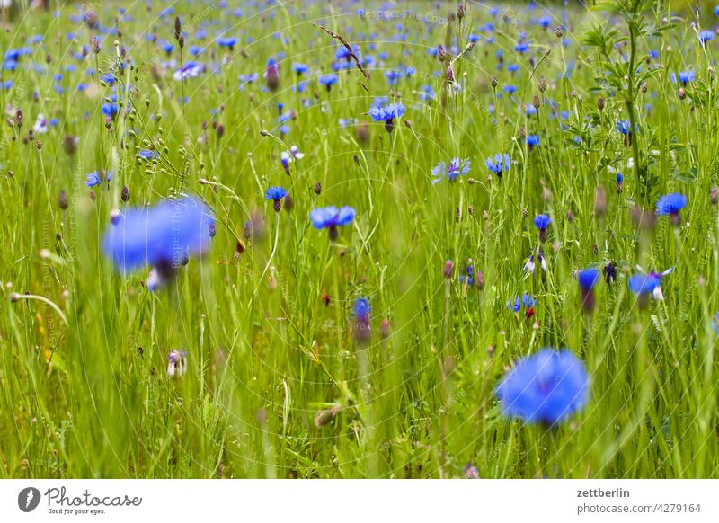 Cornflowers again acre Blue Blue flower Flower Field spring Spring clearing Nature Romance romantic Summer Growth Meadow Wild wild meadow Willow tree Grass