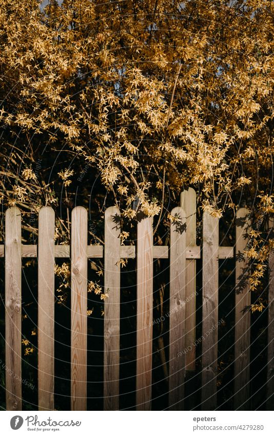 Yellow flowers over a garden fence in the evening sun yellow blossom Fence Garden fence Green Exterior shot Colour photo Plant Nature Blossom Evening