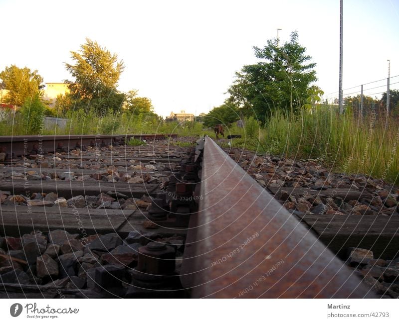 rails Railroad tracks Electrical equipment Technology Perspective in the evening with dog