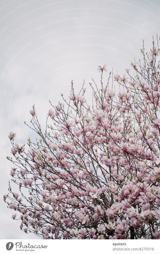 Magnolia in bloom against a cloudy sky magnolia Sky Magnolia blossom Spring Blossom Pink Nature Magnolia tree Tree pretty Plant Magnolia plants Colour photo