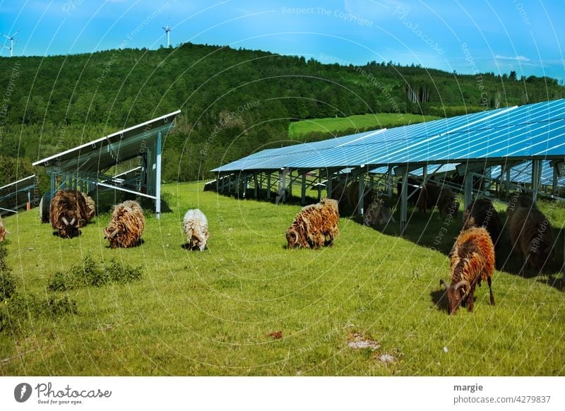 Sheep grazing under a solar plant Sun Industry Environment Plant Renewable panel Panels Force Electricity Generator sunny Farm animal Technology Sky wildlife