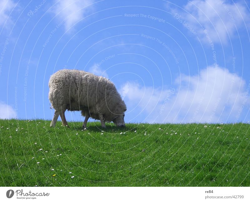 a wollkneuel rarely comes alone Netherlands Mud flats Dike Green Meadow Clouds Grass Wool Animal Calm Boredom White Sky Island North Sea Blue Texel Sheep