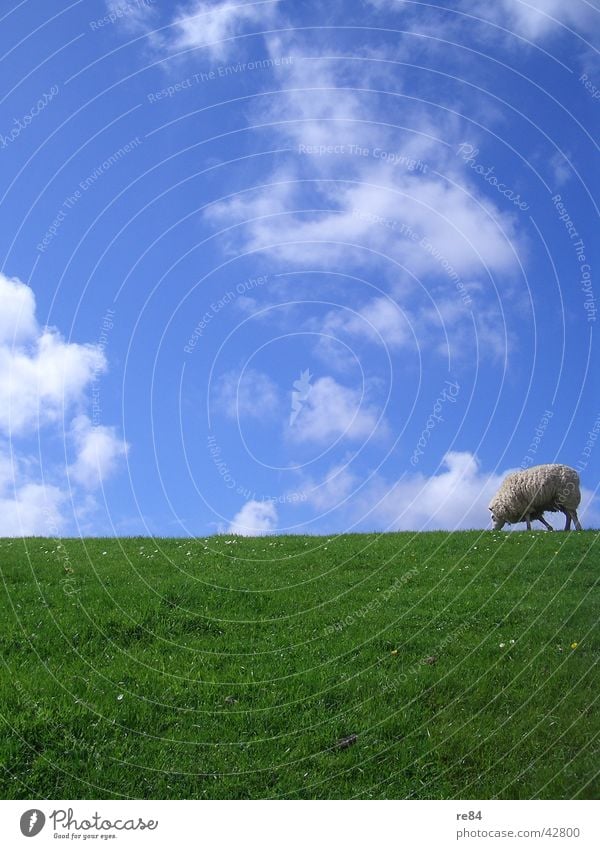 green blue white and schaaf Netherlands Mud flats Dike Green Meadow Clouds Grass Wool Animal Calm Boredom White Sky Island North Sea Blue Sheep Texel
