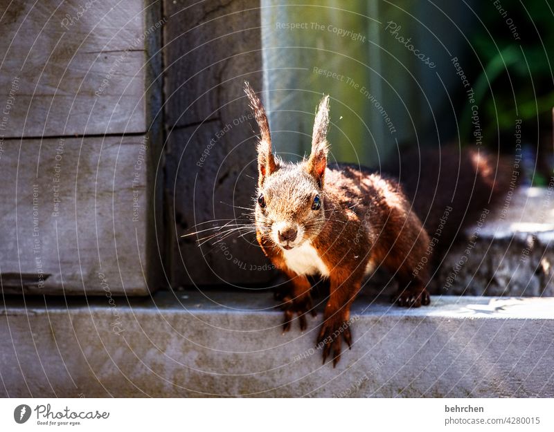 grin and bear it cheeky monkey Rodent Nature Pelt Wild animal Funny Small Brash Garden Squirrel Observe Curiosity Exterior shot Deserted Cute Love of animals