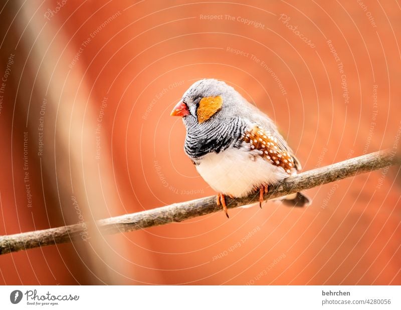 so tired Sleep Fatigue Animal face Wild animal plumage Tree Nature Branch Cute Grand piano feathers Bird Zebra Finch Exceptional Exotic Fantastic pretty Small