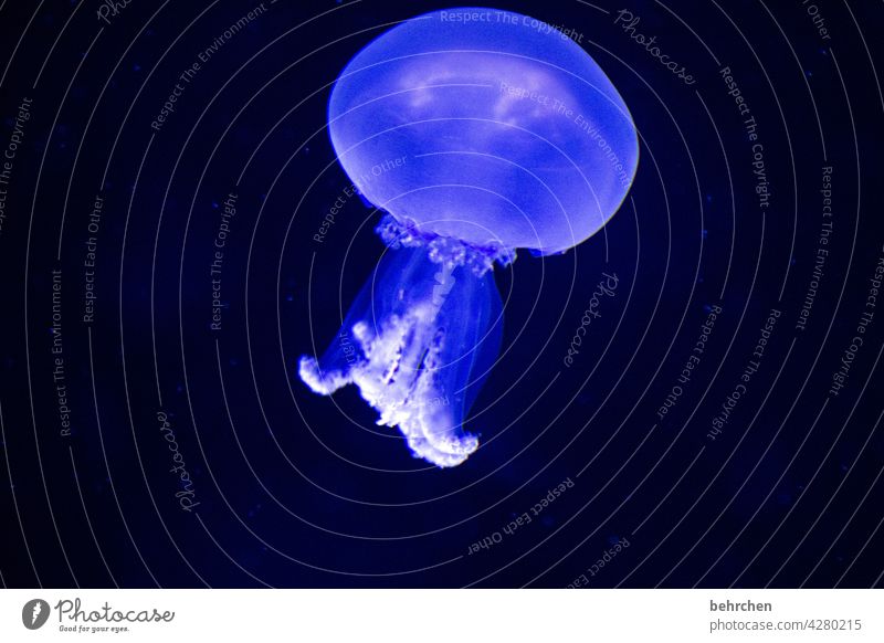 I'll take a dump. Illuminate Fluorescent underwater world Elegant Esthetic Water Animal Nature Underwater photo Aquarium Jellyfish Ocean Fantastic