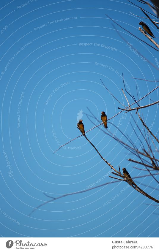 Small birds resting on the branches of a tree, under a blue sky. Sky blue Branch Tree Minimalistic Nature Exterior shot Colour photo Day
