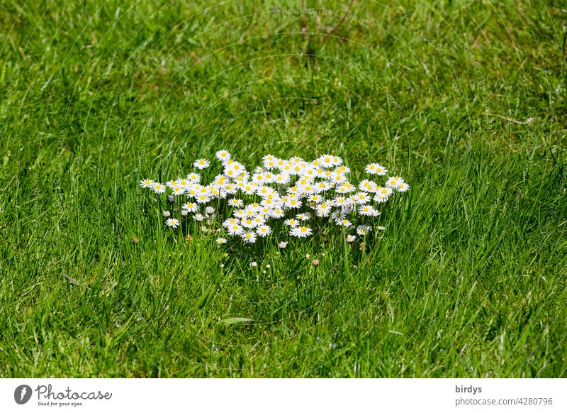 Island of daisies in a green meadow. A group of daisies, Bellis perennis daisy Meadow Daisy Island Summer blossom Blossoming Meadow flower Neutral background