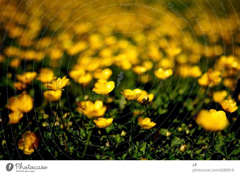 background of yellow flowers Field Feminine Warmth Firm Hope Freedom Contrast Low-key Mysterious Dream Emotions calmness tranquil Calm Senses Contentment