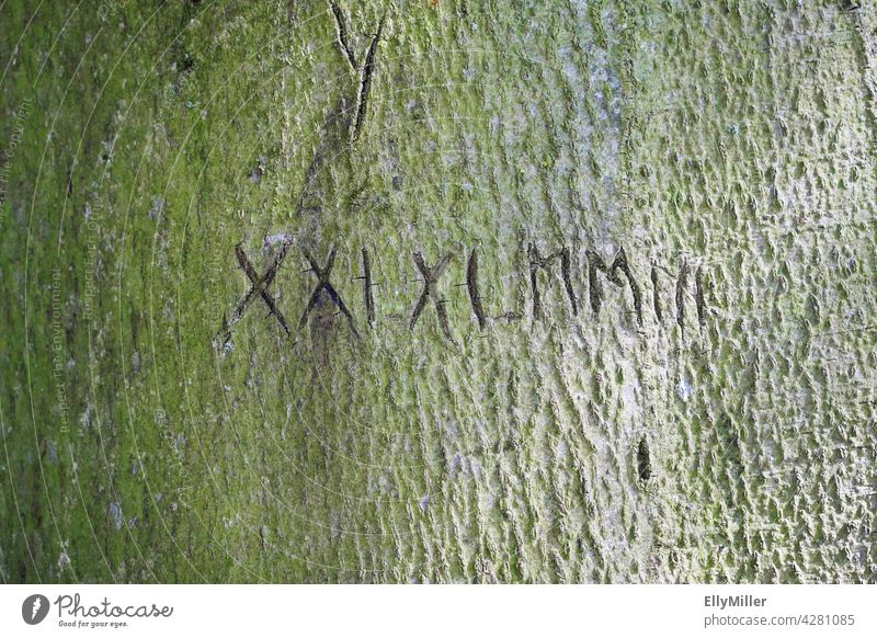 Roman numerals with dates, carved into an old tree bark. figures Old Date event Tree Tree bark scratched engraved Data entry Moss Green scribe Rough background