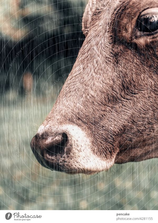cow in the rain Cow Rain Summer Wet Close-up Partially visible Detail Animal Eyes Snout Animal portrait Animal face Nose Agriculture Farm animal Milk
