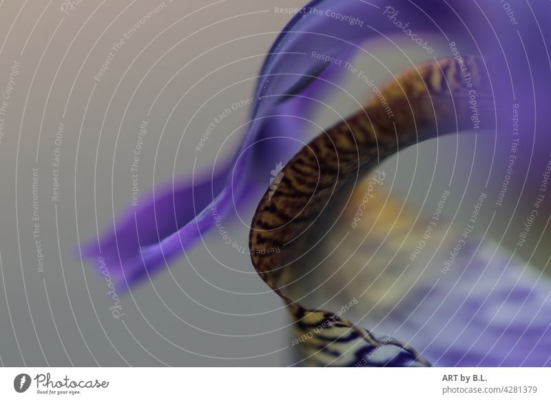 with some momentum lily vibration Curved detail Flower vivacious Blossom lily pad blurred