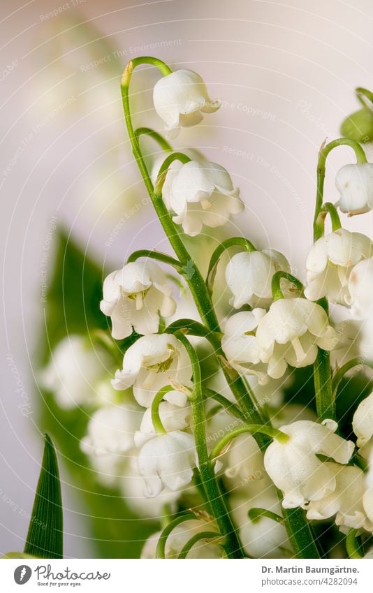 flowers of Convallaria majalis, lily of the valley, native poisonous plant Lily of the valley Poisonous plant venomously Blossom blossoms shrub Geophyte