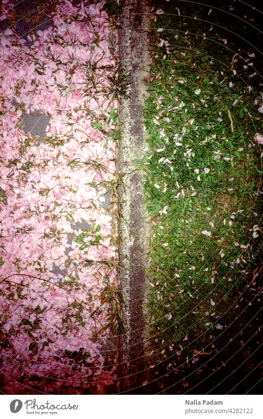 Blossoms on the way Analog Analogue photo Colour Colour photo Street off Lawn Stone Meadow blossoms Green White Gray Exterior shot Deserted Boundary Division
