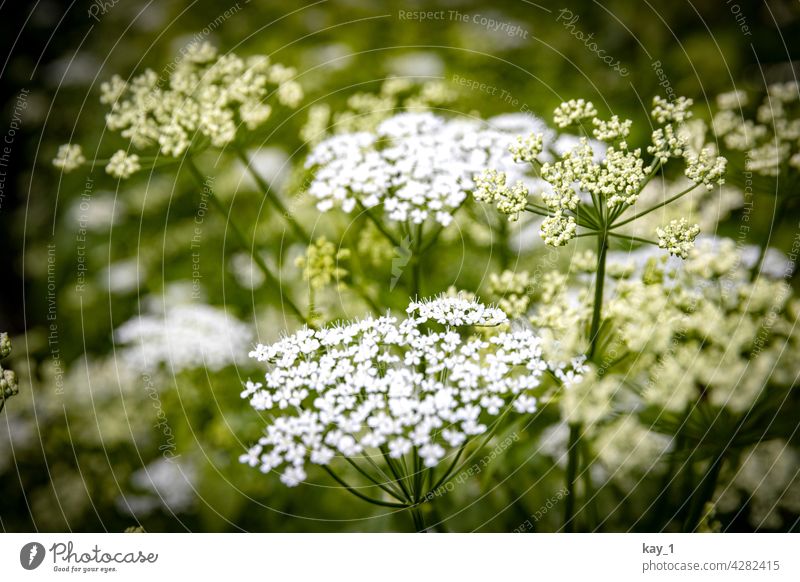 Close up of goutweed flowers Nature Green Foliage plant Plant Colour photo Exterior shot Environment Shallow depth of field Detail Day Forest Wild plant Leaf