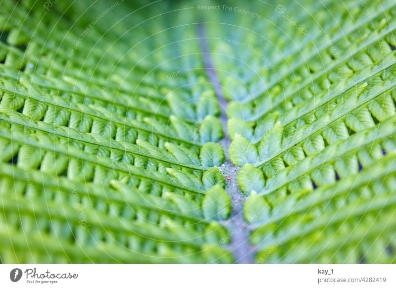 Fern leaf close up Nature Green Foliage plant Garden Garden plants garden plant Plant Colour photo Exterior shot Environment Shallow depth of field Detail Day
