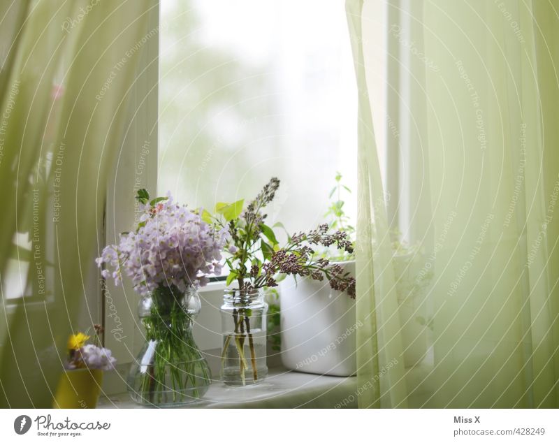 The famous curtain Decoration Spring Summer Flower Blossom Window Blossoming Fragrance Faded Growth Moody Spring fever Romance Bouquet Vase Display of affection