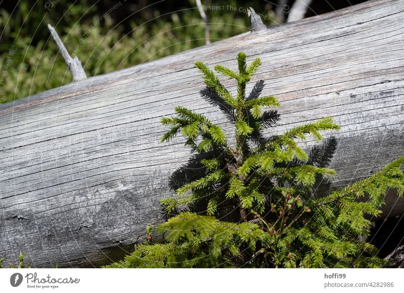 a fir sapling nestles against an old tree trunk without bark Tree Tree trunk offshoot Green Log afforestation plant a tree regrowth Logging Wood Forest Nature