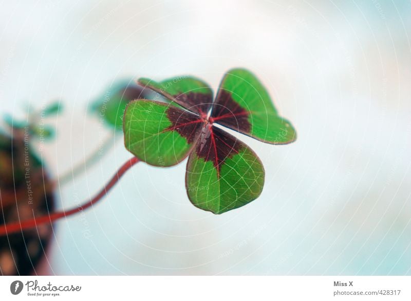 Happiness in love Plant Leaf Growth Green Moody Happy Clover Cloverleaf Four-leaved Good luck charm Symbols and metaphors Colour photo Multicoloured Close-up