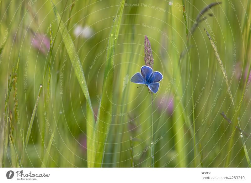 Bluebottle on a blade of grass in the sunlight Glaucopsy alexis Animal Animal motifs animal world wildlife Blade of grass meliot Butterfly Copy Space Fly Insect