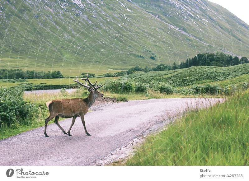 on the road in Scotland stag Red deer Edelhirsch Scottish antlers stag's antlers Nordic Experiencing nature tranquillity silent idyllically Idyll Free-living