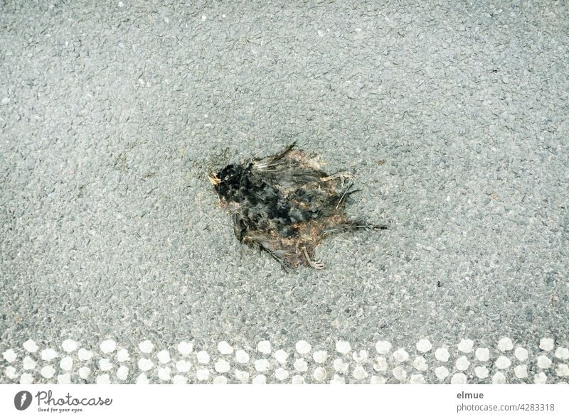 A flattened black bird lies on the asphalt road Bird dead dead bird run sb./sth. over compassion Asphalt Street Edge trim Gray Death Road traffic Dead animal